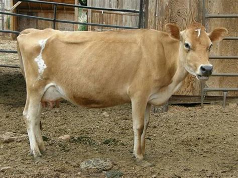 They will give, on average, between 1. . Jersey cow for sale craigslist near houston tx